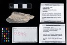 Foto (Objekt + Etikett) von Cracensigillatus acutirostris (Moericke, 1889)  (NHMW-GEO-2014-0194-0599)